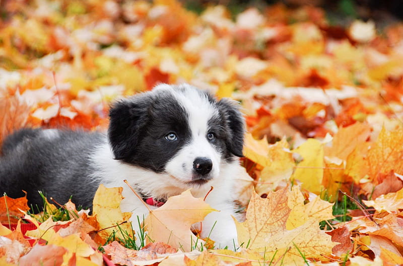 Puppy, autumn, orange, black, animal, sweet, leaf, cute, border collie, white, dog, HD wallpaper