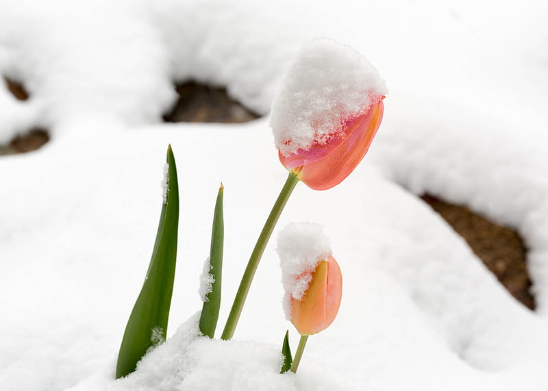 Tulips with snow, Tulips, Orange, Spring, Snow, Nature, HD wallpaper