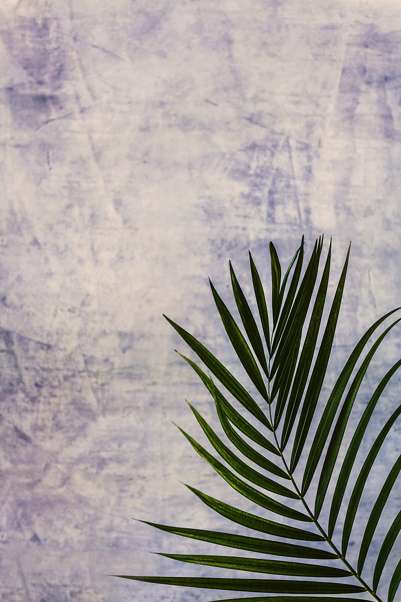 branch, leaf, palm tree, plant, HD phone wallpaper