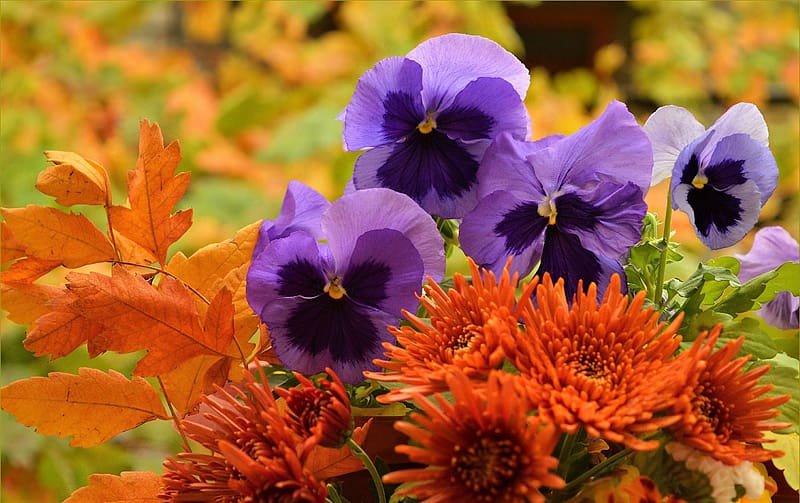 Flores, flor, hoja, otoño, flor morada, pensamiento, flor de naranja, Fondo  de pantalla HD | Peakpx