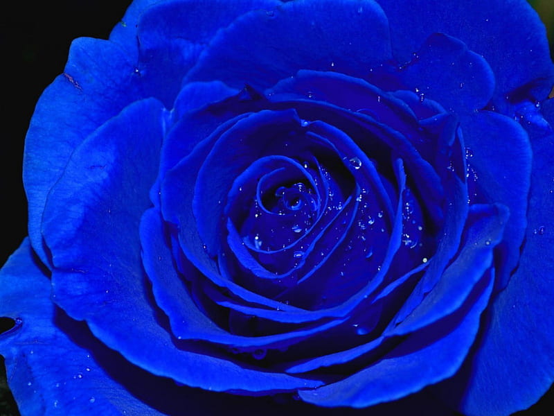 Blue rose closeup, water, rose, closeup, bonito, petals, blue, HD ...