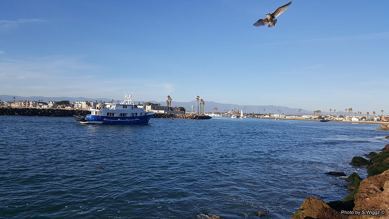 Channel Islands Harbor, Islands, Sky, California, Seagull, Channel, Ocean, Boats, harbor, HD wallpaper