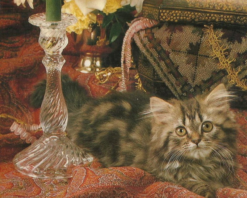 Kitten by a candlestick, pet, candlestick, maine coon, kitten, HD wallpaper