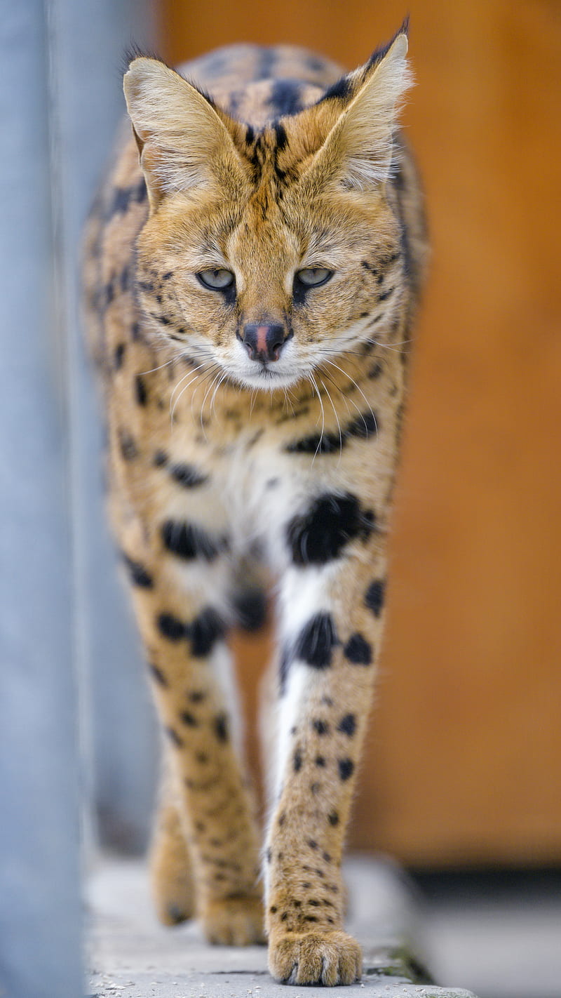 serval, cat, animal, predator, wild, HD phone wallpaper