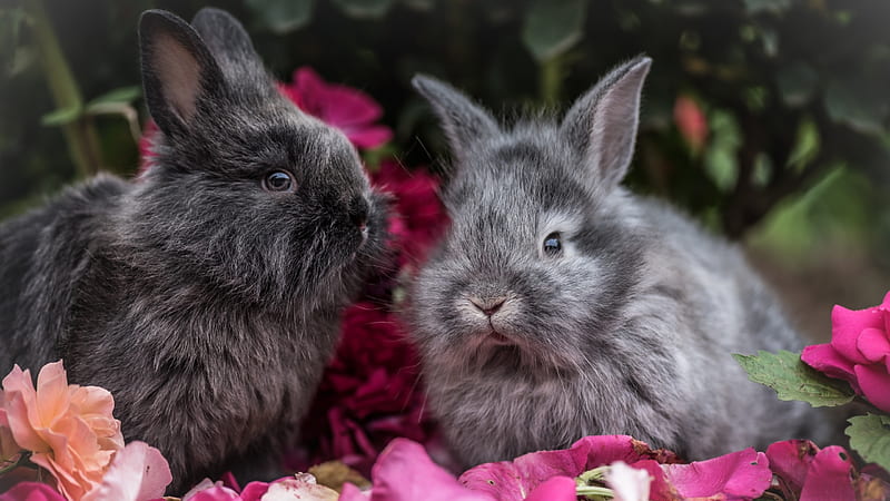 Bunnies, rabbit, iepuras, animal, gris, flower, bunny, rodent, pink, couple, HD wallpaper