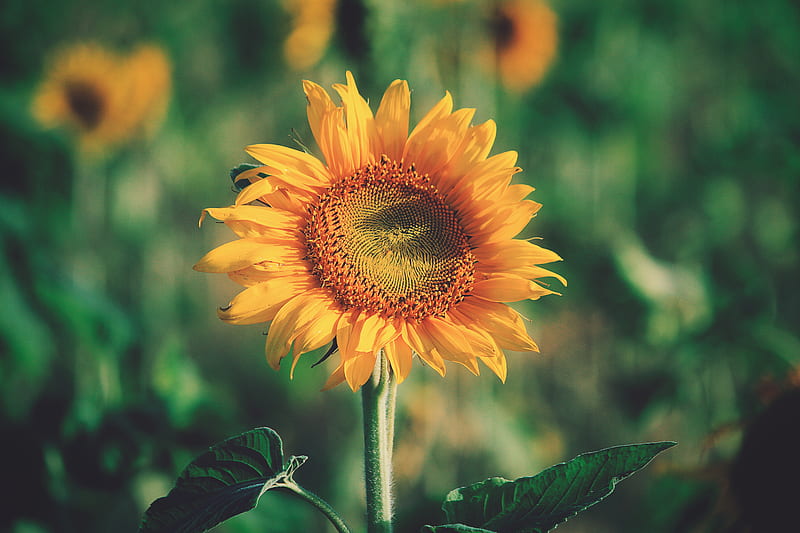 Shallow Focus Graphy Of Sunflower Hd Wallpaper Peakpx