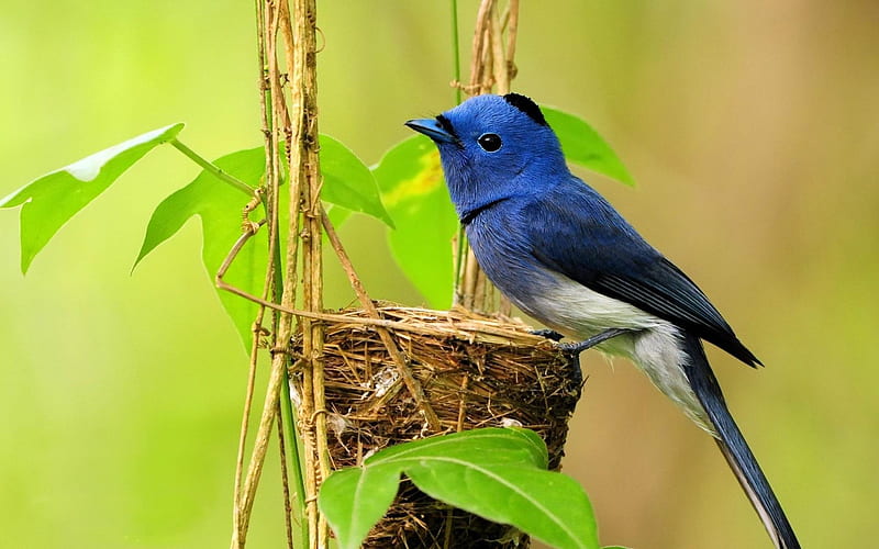 Single Blue Bird-Natural animal graphy, HD wallpaper