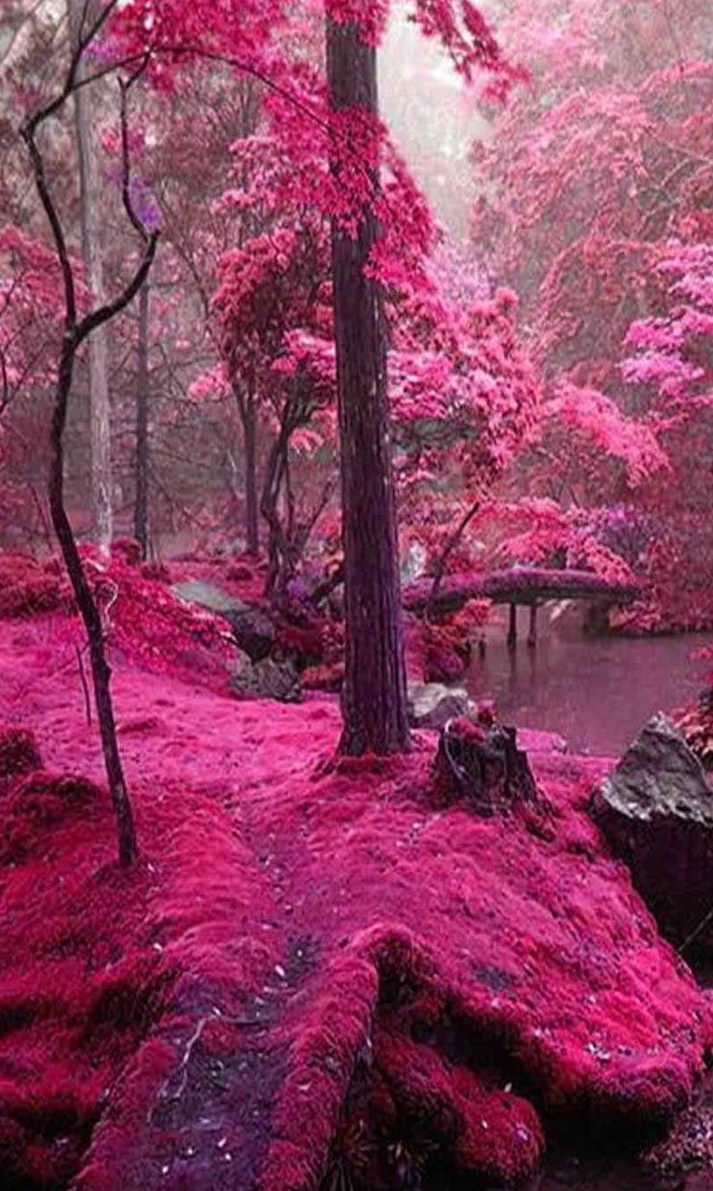 pretty pink nature backgrounds
