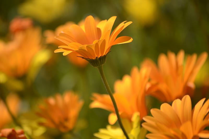 Daisy spring, spring, orange, daisy, field, HD wallpaper | Peakpx
