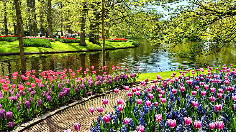 Keukenhof, Netherlands, flower, blossoms, colors, river, tulips, spring, trees, HD wallpaper