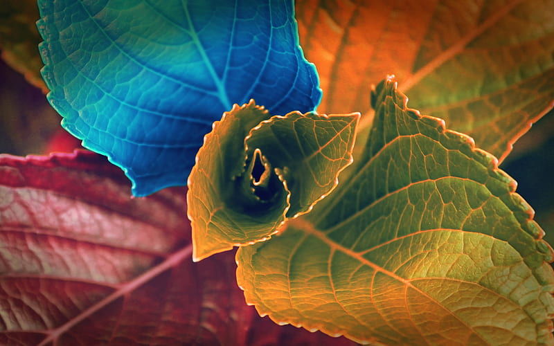 colorful leaves, colorful flower, leaves texture, floral texture, HD wallpaper