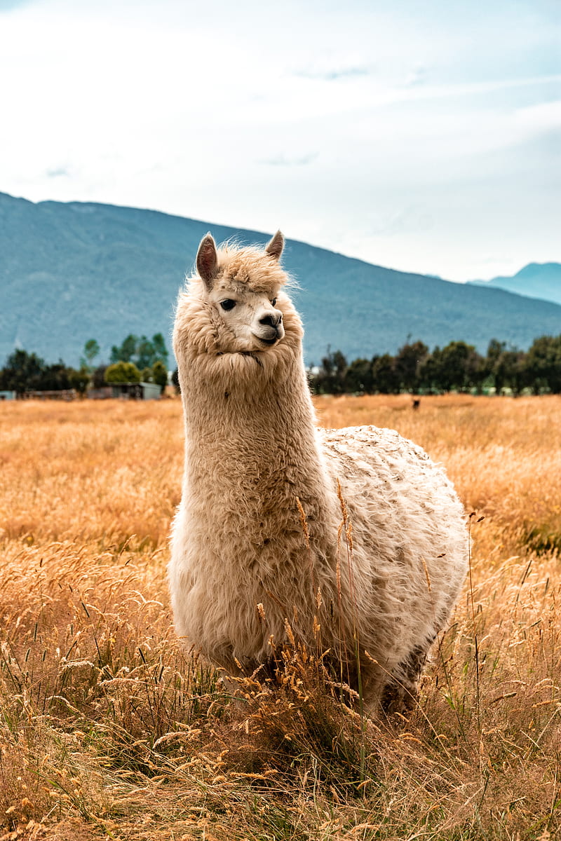 llama, animal, fluffy, hill, HD phone wallpaper