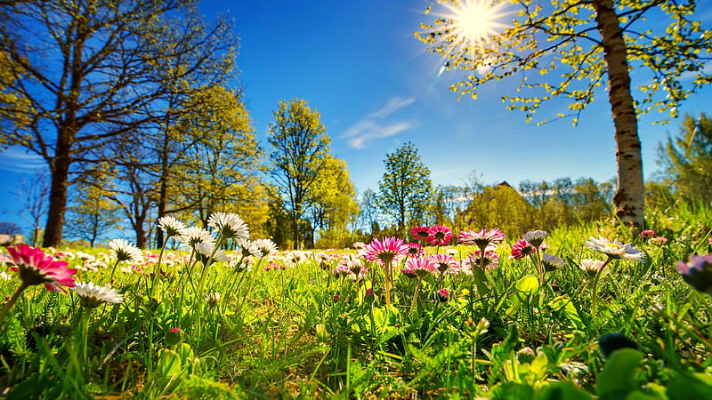 Spring freshness, wildflowers, bonito, spring, sky, meadow, sun, grass, park, trees, freshness, rays, HD wallpaper