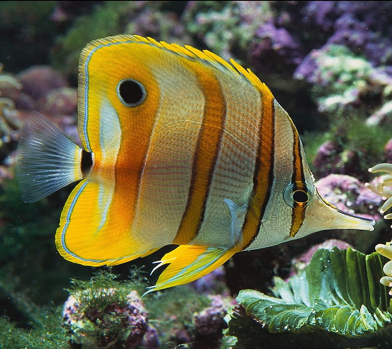 Fish, 1440x1280, coral, marine, undersea, HD wallpaper
