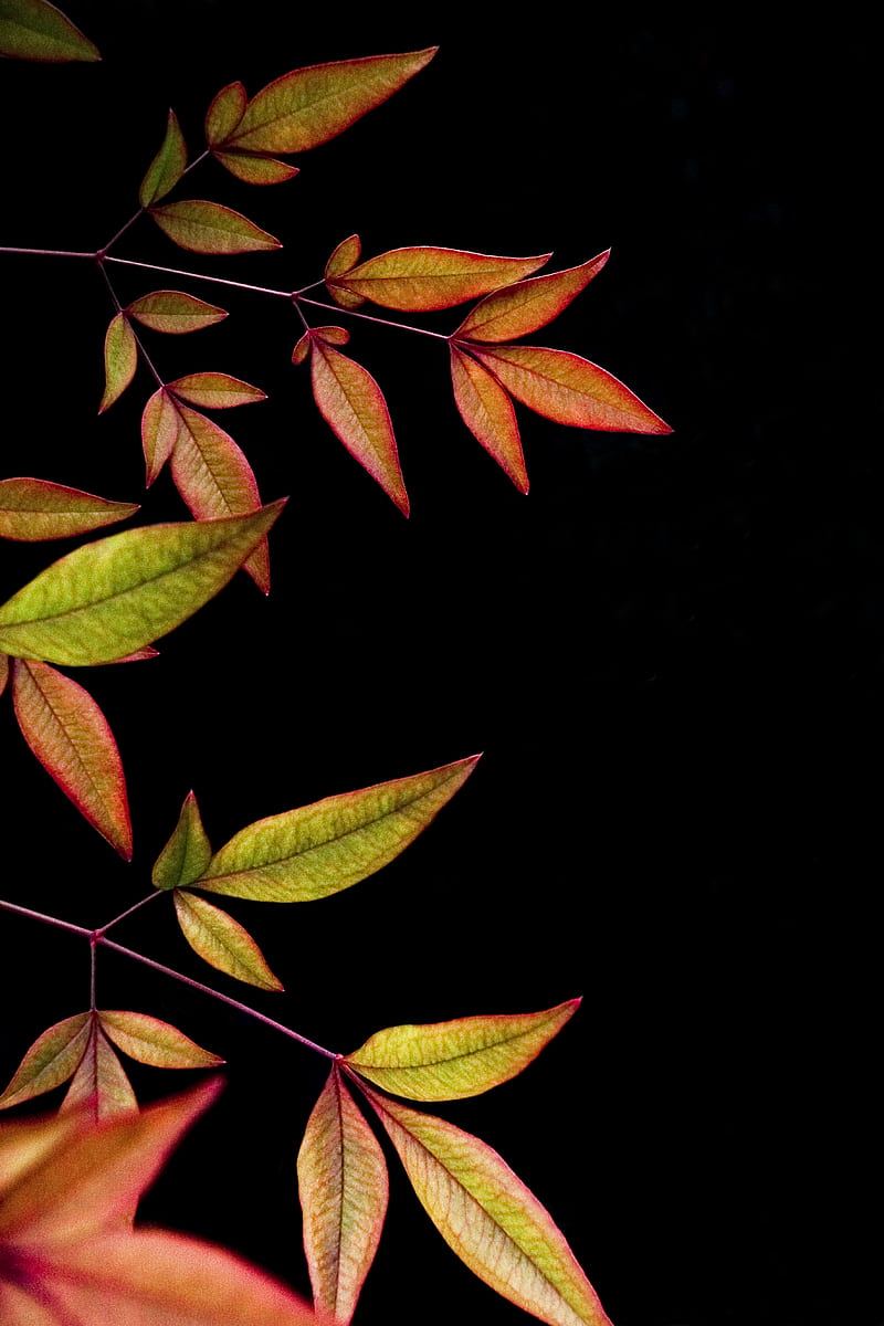 branch, leaves, black background, HD phone wallpaper