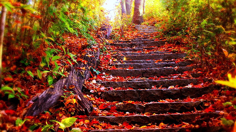 Rock Stairs With Red Leaves Between Green Plants Nature, HD wallpaper ...