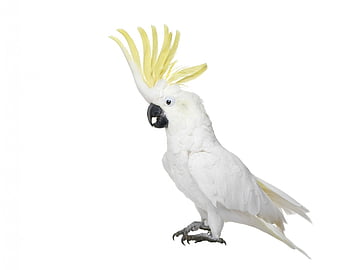 HD white parrot wallpapers | Peakpx