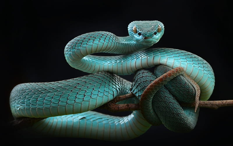 blue snake, beautiful snake, Trimeresurus albolabris, HD wallpaper