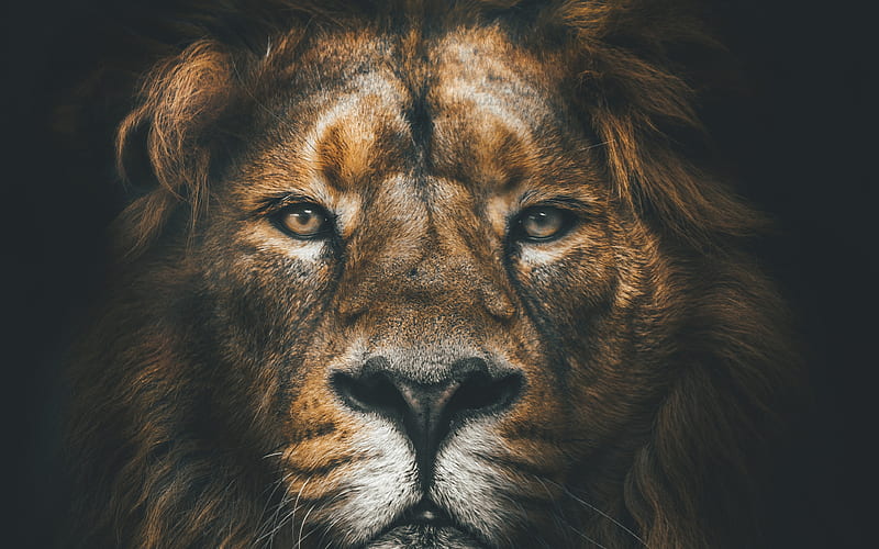 lion muzzle, wildlife, predators, Africa, HD wallpaper