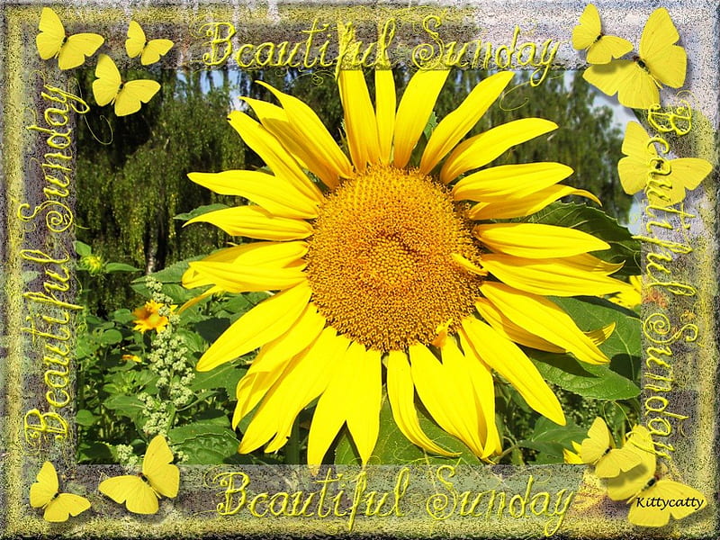 Sunday Sunflower , beautiful sunday, flower, yellow, garden, sunflower, sunday, HD wallpaper
