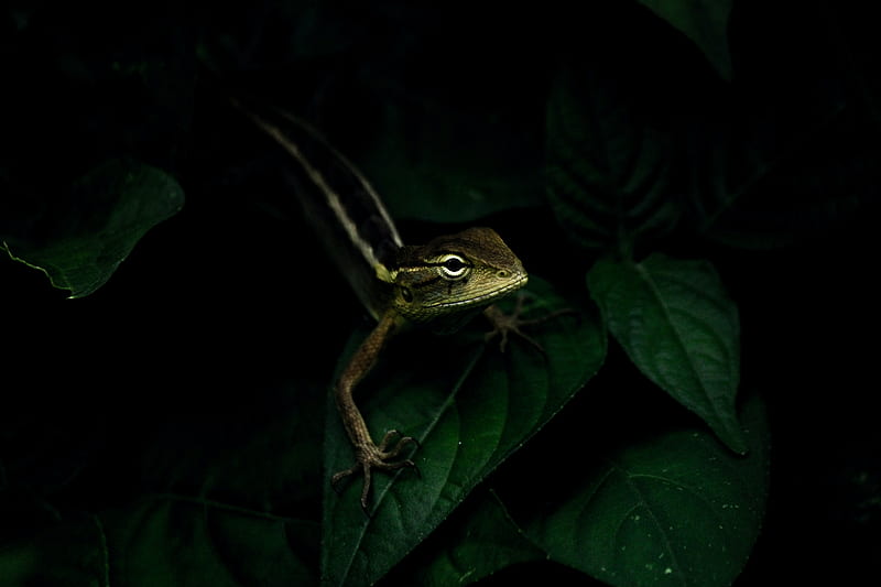 lizard, reptile, leaves, HD wallpaper