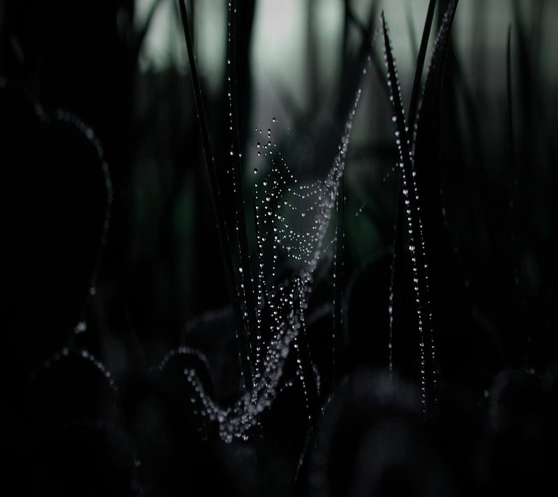Dew On Spider Web, 2160x1920, HD wallpaper