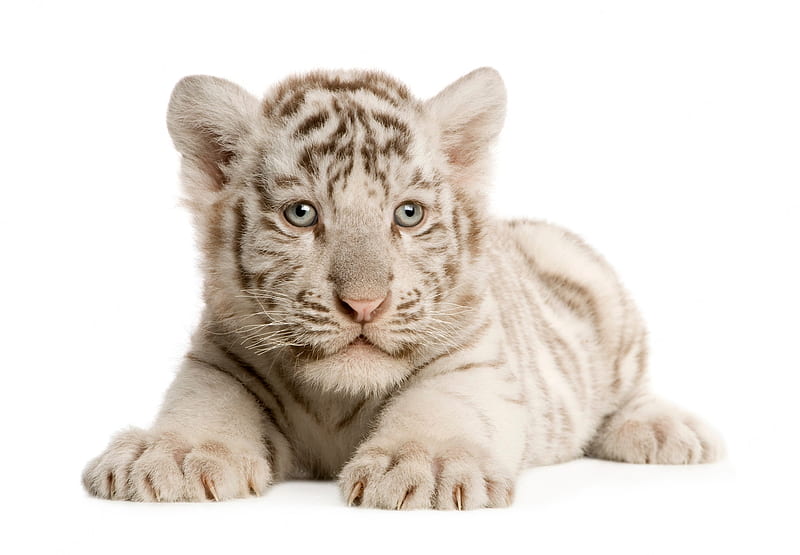 Premium . White tiger cub (2 months) isolated, White Tiger Cubs, HD wallpaper