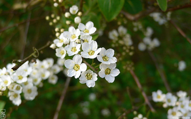 Small white flowers-Life because of you beautiful, HD wallpaper