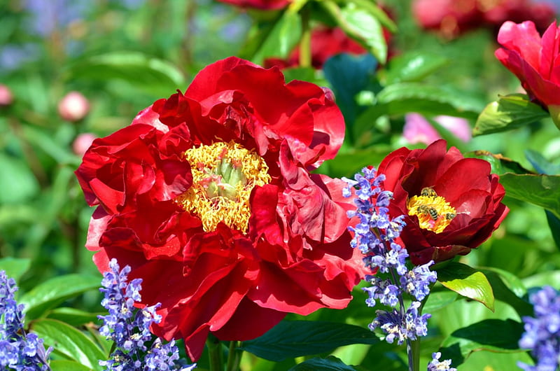 Colorful Spring, peony, red, leaves, blossoms, petals, blue, HD wallpaper