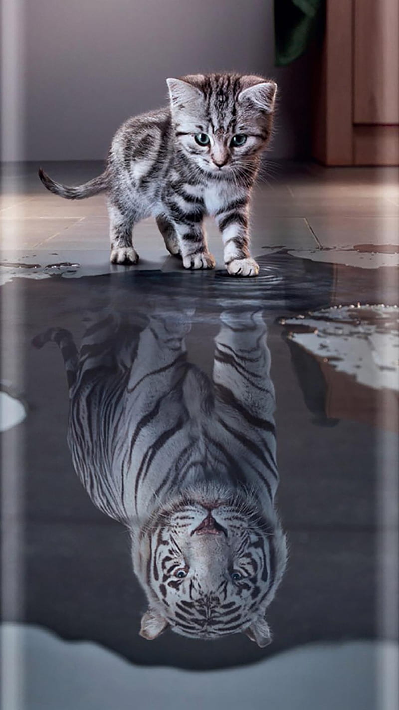 Riflesso, icio, kitten, tiger, HD phone wallpaper