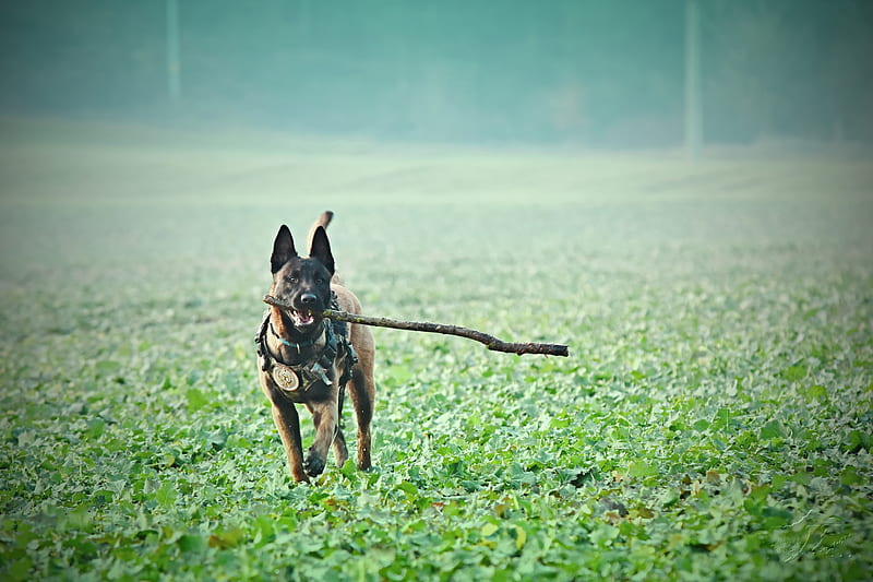 belgian malinois dog, field, grass, collar, Animal, HD wallpaper