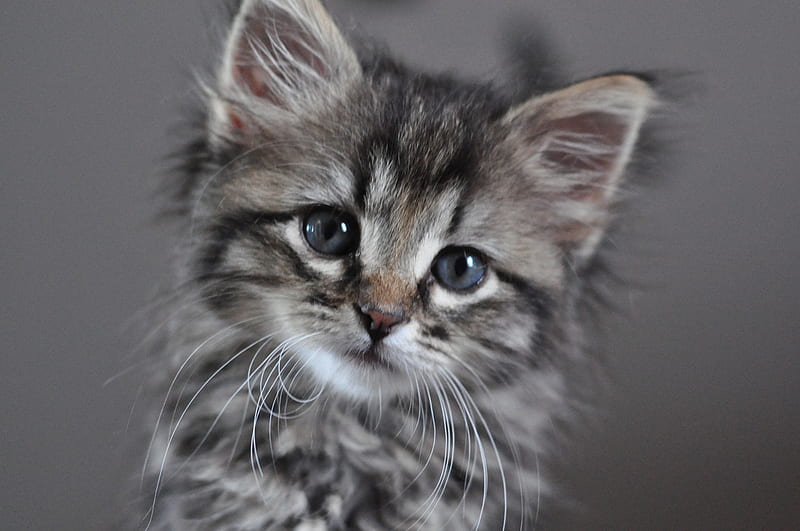 little sad kitty, grey tiger, little, kitty, sad, portrait, kitten, HD wallpaper