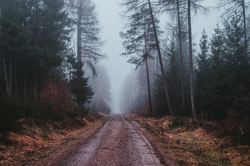 fog, road, gloomy, forest, HD wallpaper