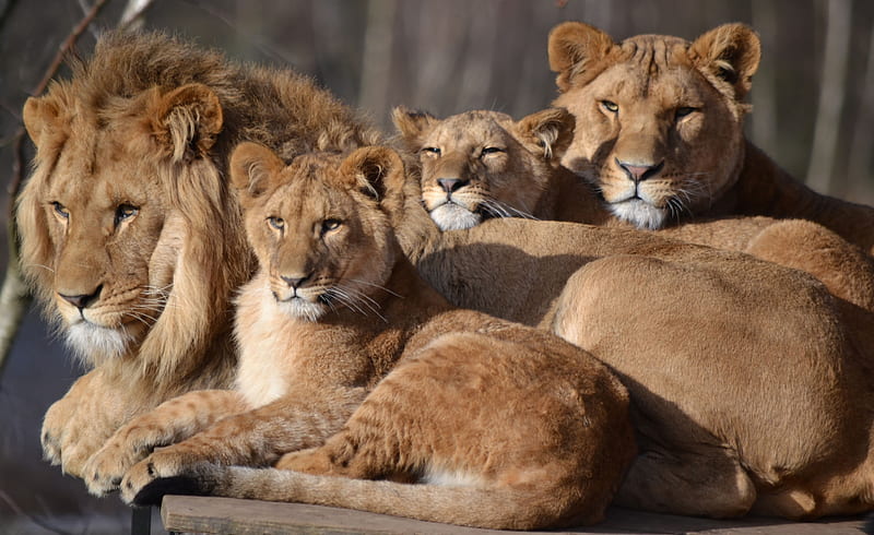 Family portrait, family, big cat, leu, lion, animal, HD wallpaper