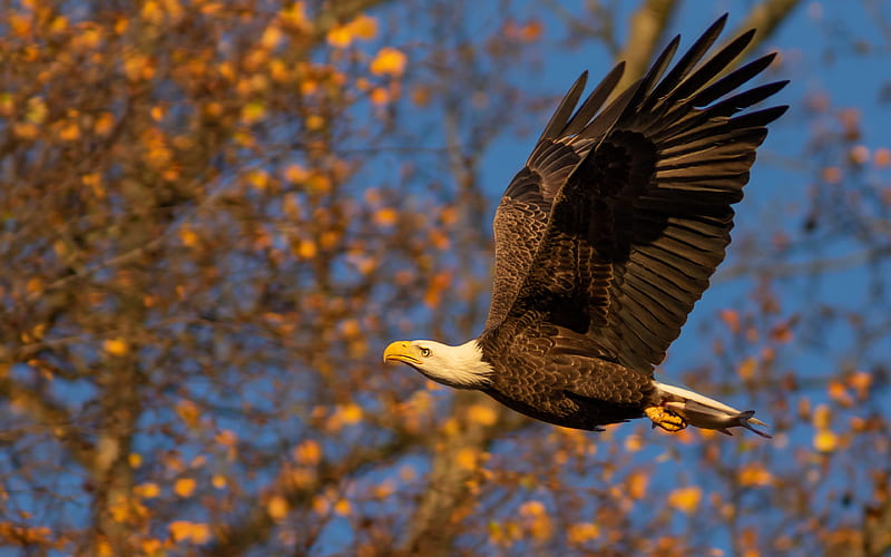 flying bald eagle, close-up, american symbols, hawk, wildlife, symbols of USA, bald eagle, Haliaeetus leucocephalus, HD wallpaper