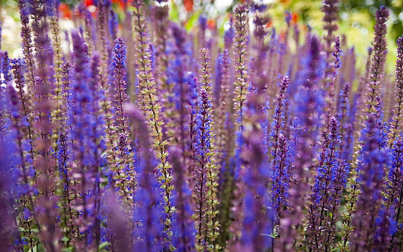 lavender flowers-flowers, HD wallpaper