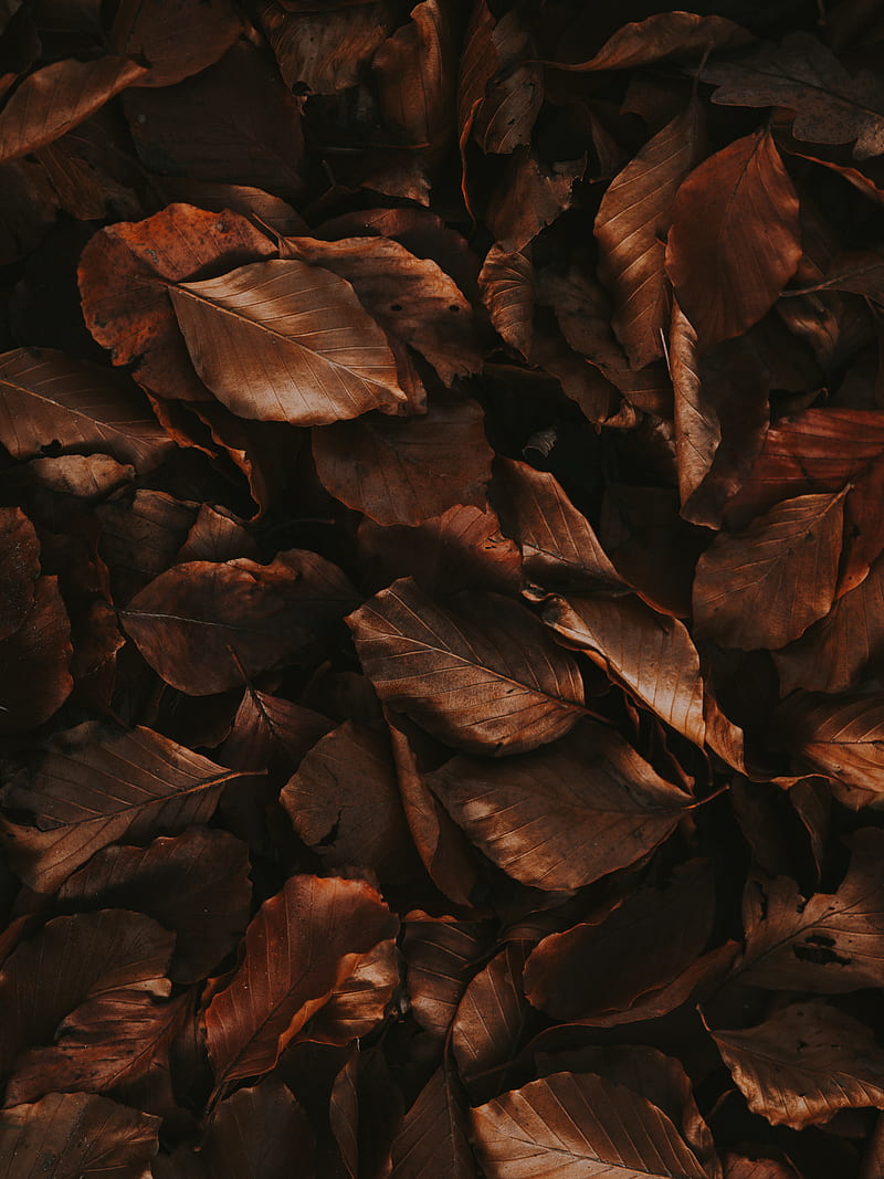 3,467,950 Brown Leaf Images, Stock Photos, 3D objects, & Vectors |  Shutterstock