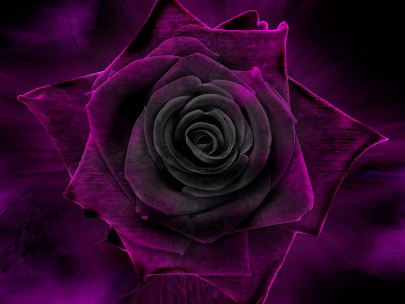Under The Rose, art, purple, rose, velvet, HD wallpaper