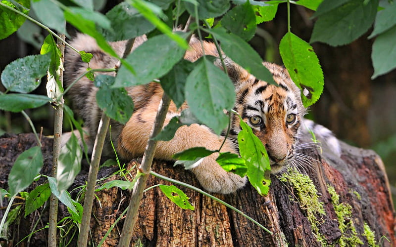 Tiger cub, hiding, green, cub, tiger, baby, wood, animal, HD wallpaper