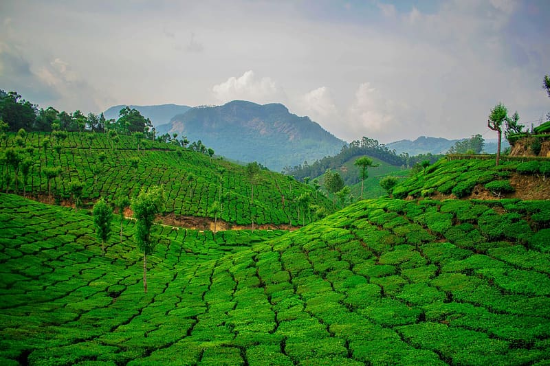 Nature, , Greenery, Tea Plantation, HD wallpaper