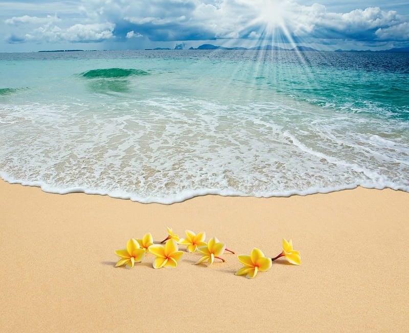 Summer Beach, sand, summer, plumeria, flowers, sunshine, sea, HD wallpaper
