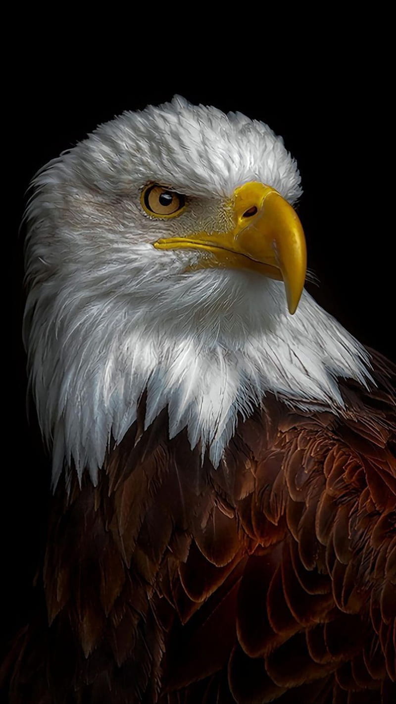 Eagle, america, animal, bird, country, HD phone wallpaper