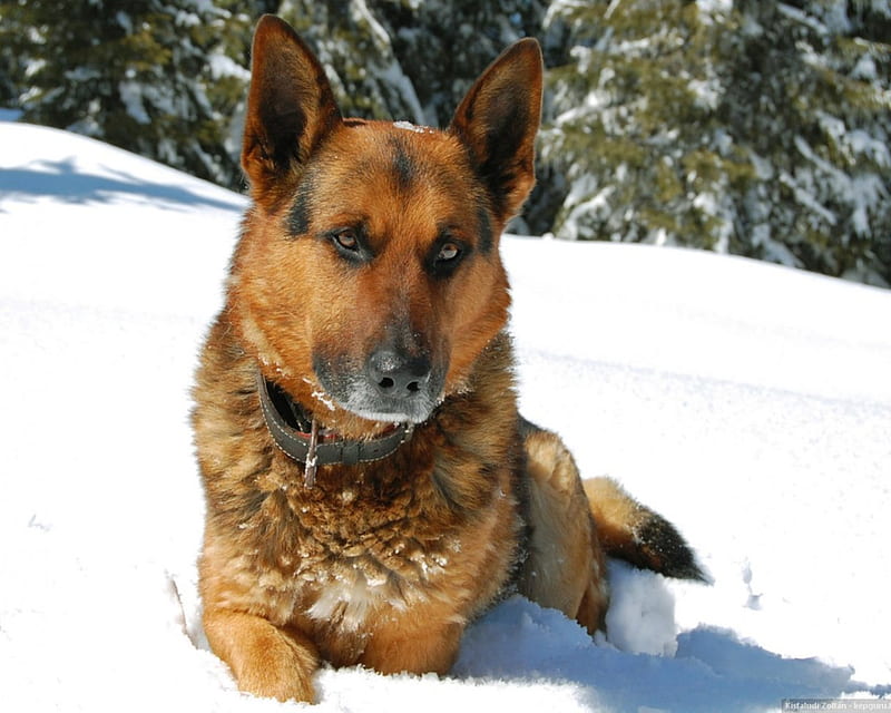 German Shepard, Animal, Snow, Dog, Nature, HD wallpaper