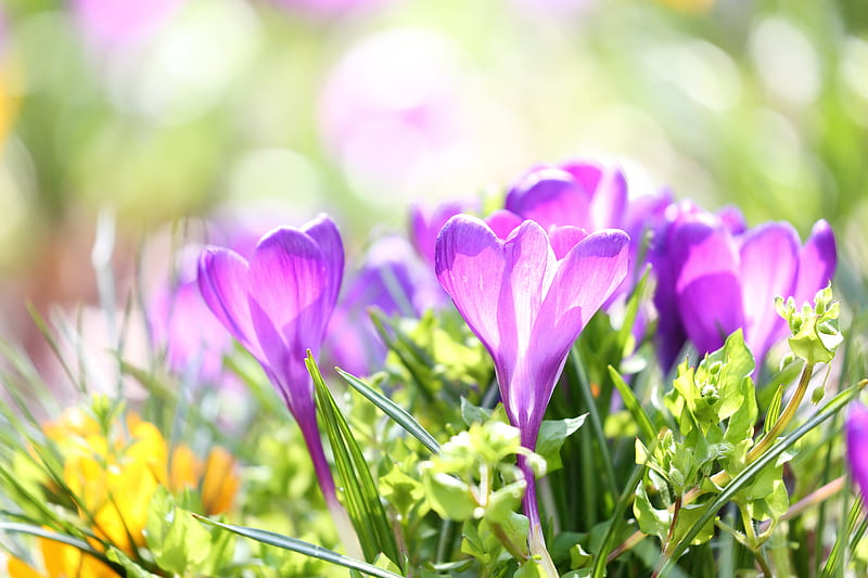 Flowers, Crocus, Flower, Macro, Nature, Purple Flower, Spring, HD wallpaper