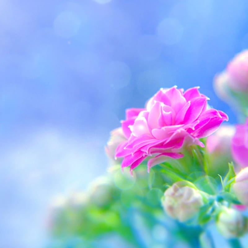 One, flower, nature, soft, pink, HD wallpaper