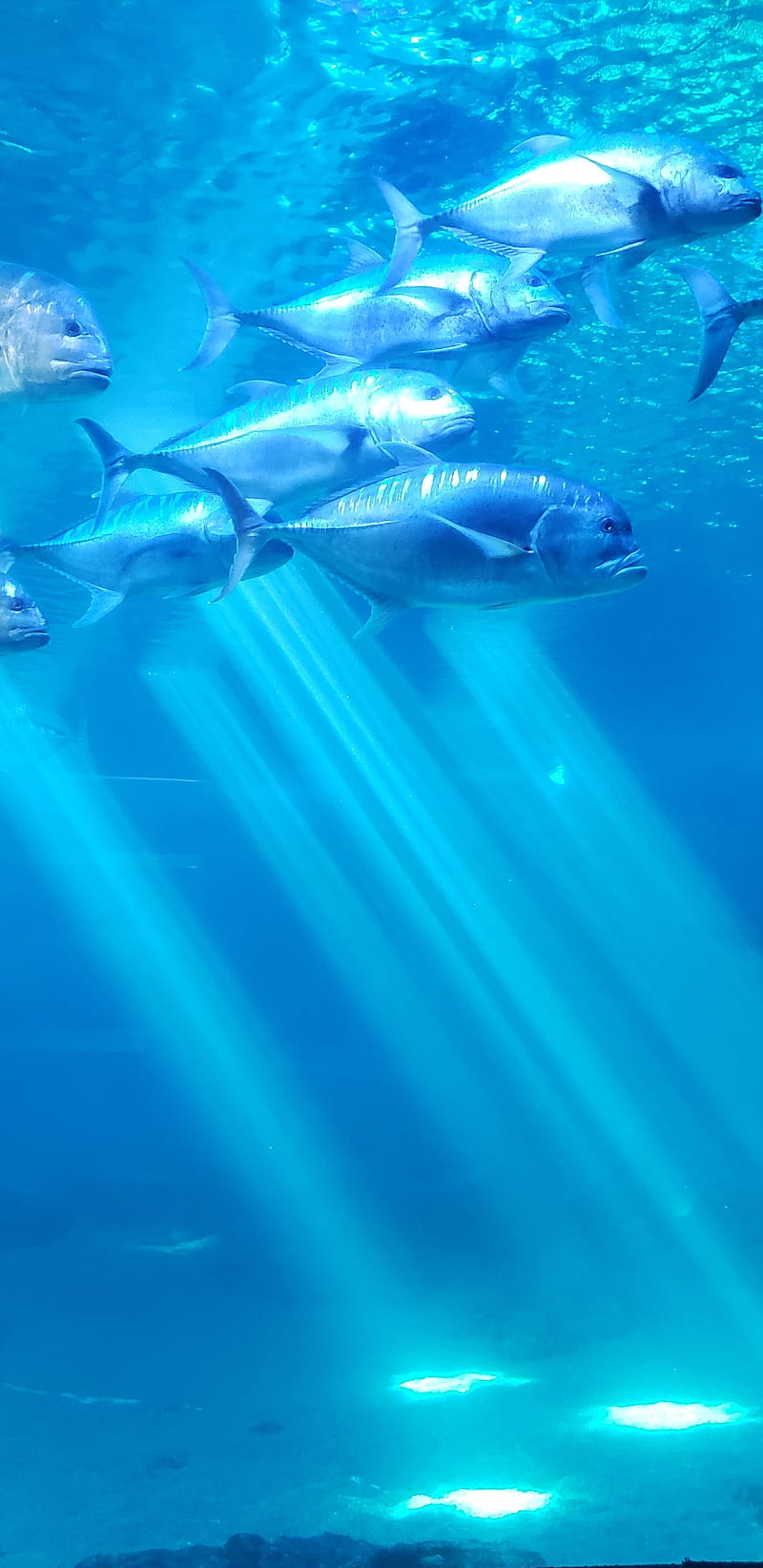 Fish , aquarium, aquatic, blue, light, ocean, silver, HD phone wallpaper