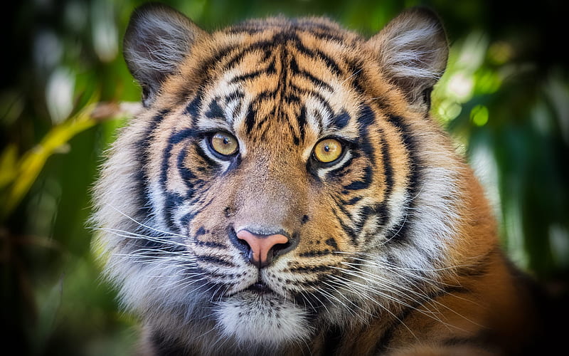 tiger, predator, wild cats, tigers, dangerous animals, wildlife, tiger eyes, HD wallpaper