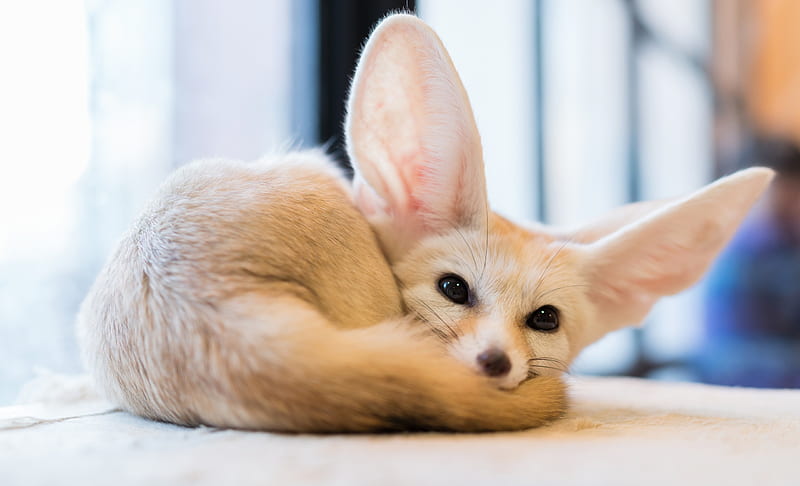 Fennec Fox Pictures  Download Free Images on Unsplash