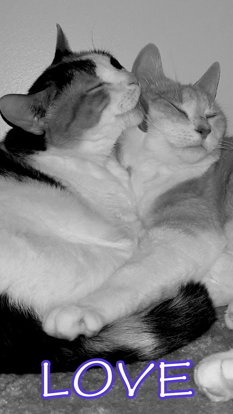 LOVE KItties, black and white, calico, cat, cats, cuddle, cute, family, feline, friends, friendship, hug, kiss, kitty, lick, love, loving, luv, graph, sayings, sisters, snuggle, sweet, tabby, together, xox, HD phone wallpaper