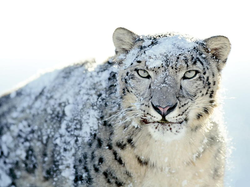 Snow-Leopard, leopard, snow, wild, bigcat, eyes, animal, winter, HD wallpaper